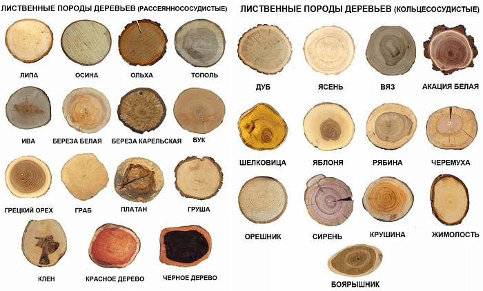 Сорта древесины для мебели: твердые и мягкие породы дерева